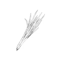 Chives