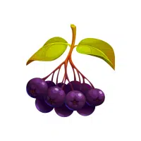 Chokeberry