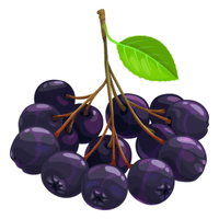 Chokeberry