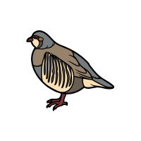 Chukar