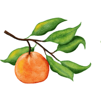 Clementine