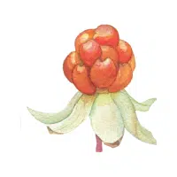 Cloudberry