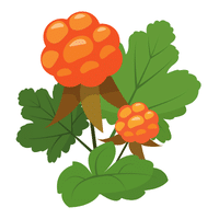 Cloudberry