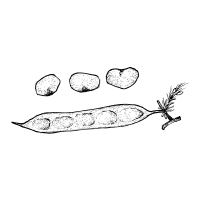 Clusterbean