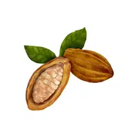 Cocoyam