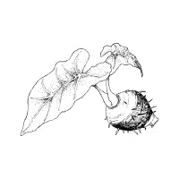 Cocoyam