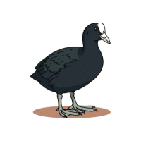 Coot