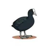 Coot
