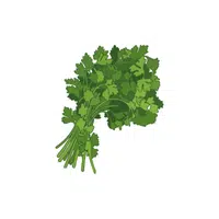 Coriander
