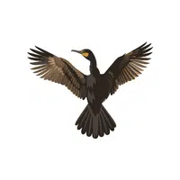 Cormorant