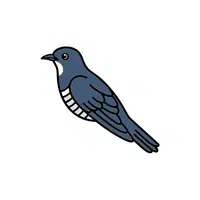 Cuckoo
