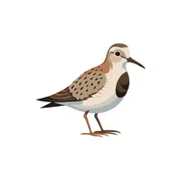 Curlew