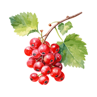 Currant