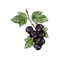 Currant