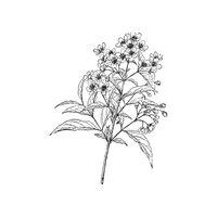 Deutzia