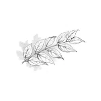 Deutzia