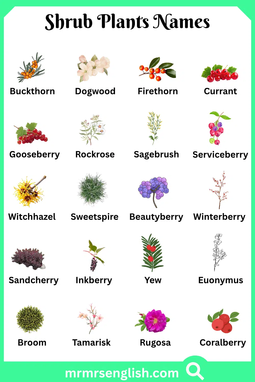 Different Names of Shrub Plants with Pictures