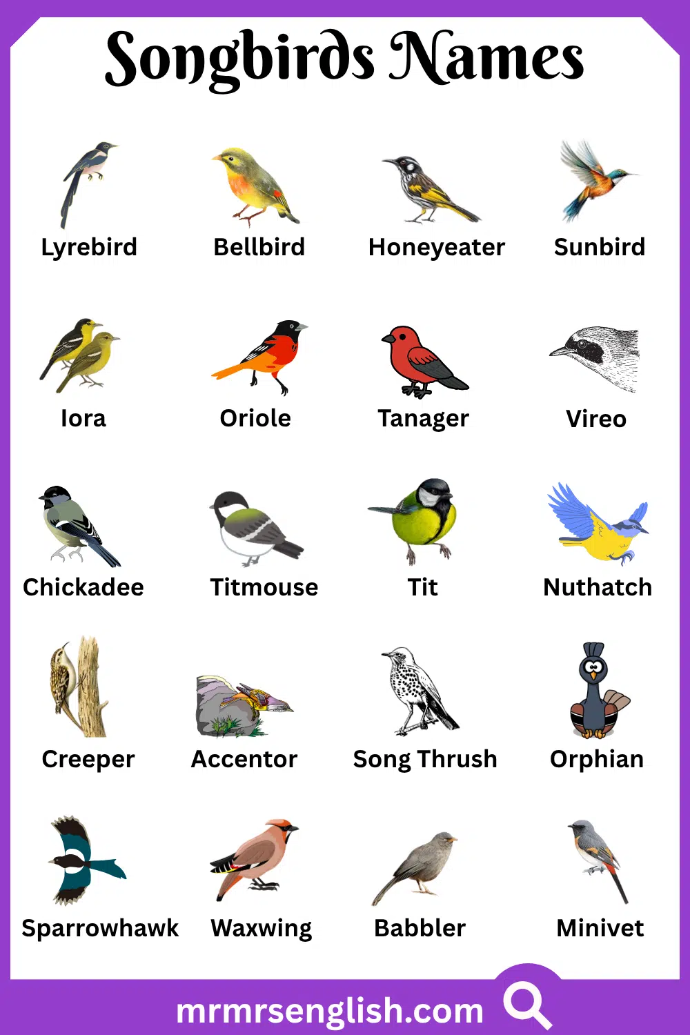Different Names of Songbirds with Pictures
