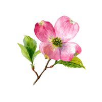 Dogwood