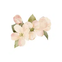 Dogwood