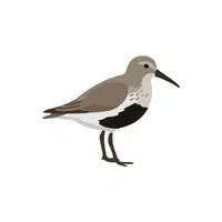 Dunlin