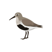 Dunlin