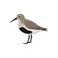 Dunlin