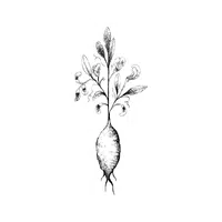 Earthnut