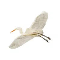 Egret