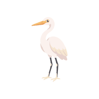Egret