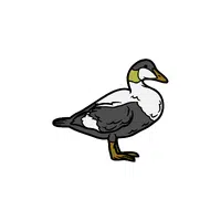 Eider