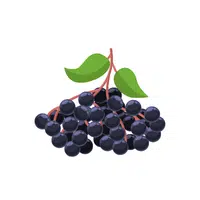 Elderberry