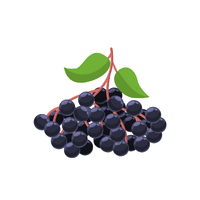 Elderberry