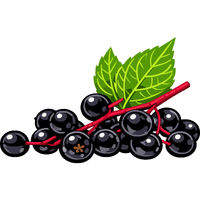 Elderberry