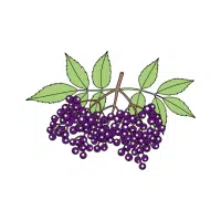 Elderberry