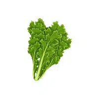 Endive