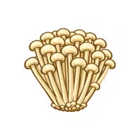Enoki