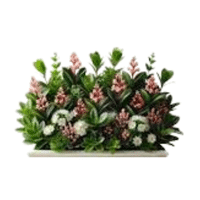 Escallonia