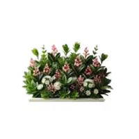 Escallonia
