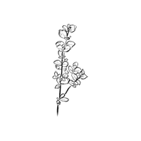 Euonymus