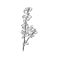 Euonymus