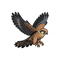 Falcon