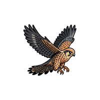 Falcon