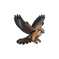 Falcon