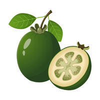 Feijoa