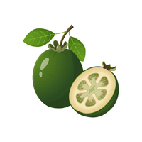 Feijoa