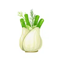 Fennel