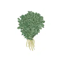 Fenugreek