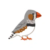 Finch
