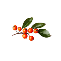 Firethorn